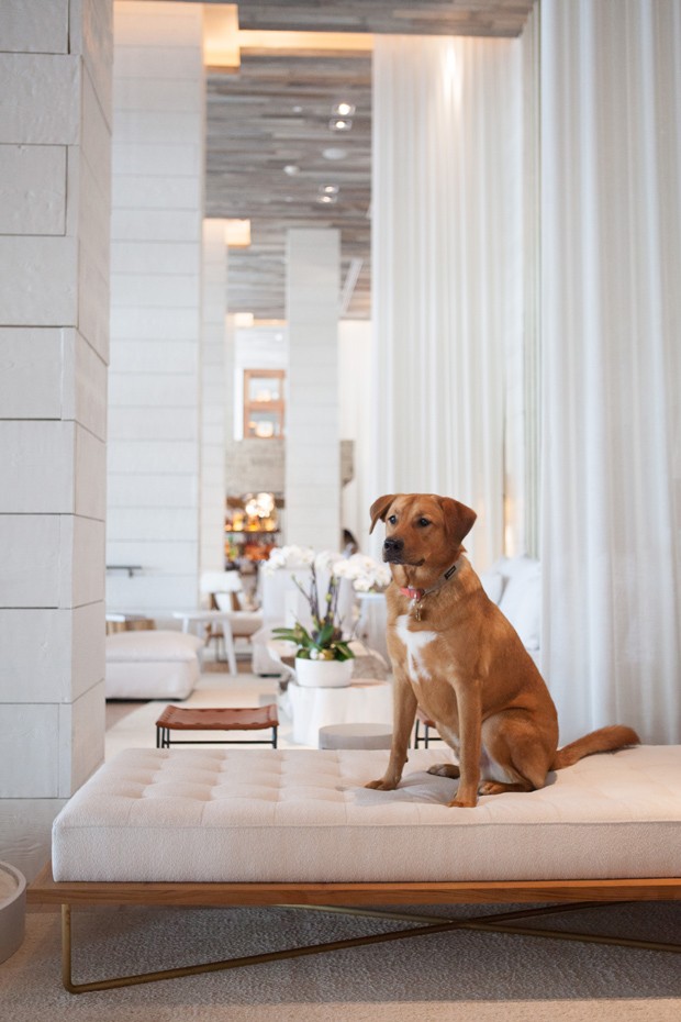Neste hotel em Miami, os cães são tratados como deuses (Foto: Divulgação)