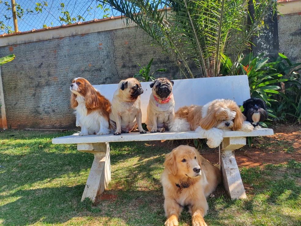Alta procura impulsiona busca por outros serviços relacionados ao bem-estar animal — Foto: Tânia Mara Rosa Seabra/Arquivo pessoal