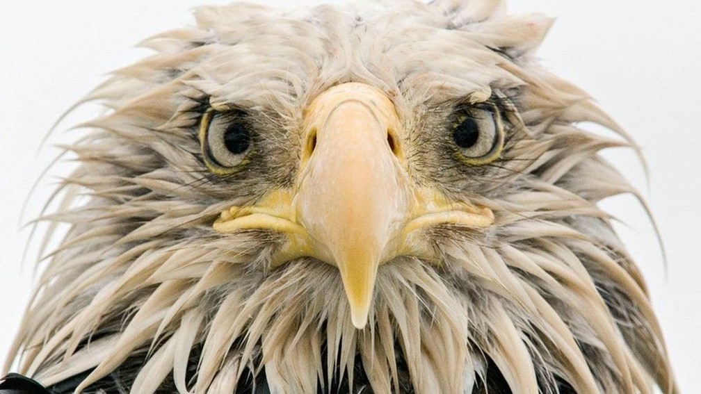 Essa foto de um águia-americana tirada no Alasca pelo fotógrafo alemão Klaus Nigge concorre na categoria 'Retratos de Animais' (Foto: Klaus Nigge/Natural History Museum)