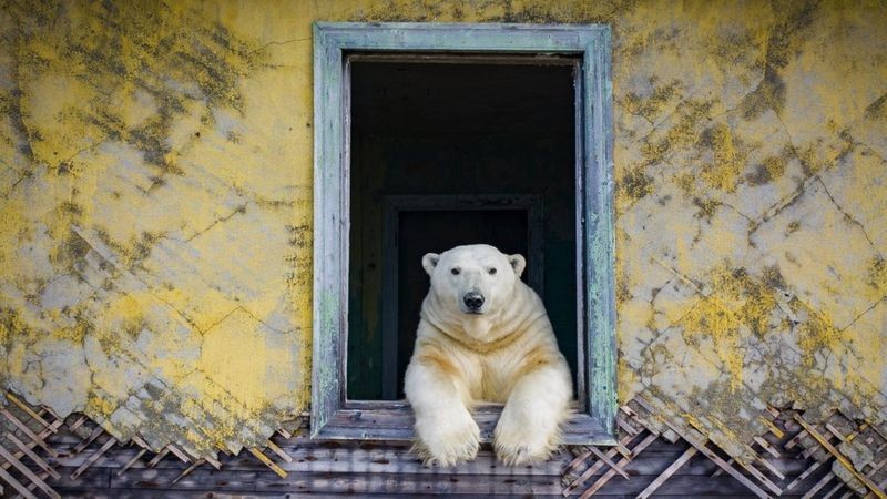 Dmitry ficou hipnotizado com a visão das enormes criaturas que olhavam despreocupadamente pela janela do prédio abandonado (Foto: Dmitry Kokh via BBC News)