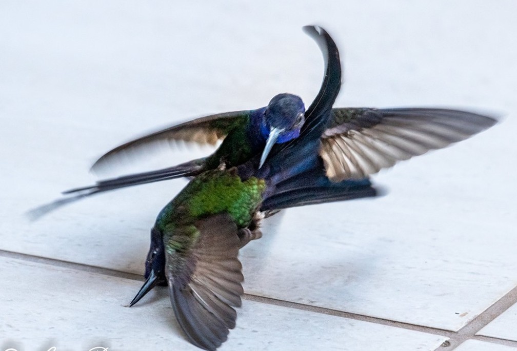 Zootecnista flagrou briga entre dois beija-flores no quintal de casa, em Bauru (SP) — Foto: Luiz Pires/Divulgação