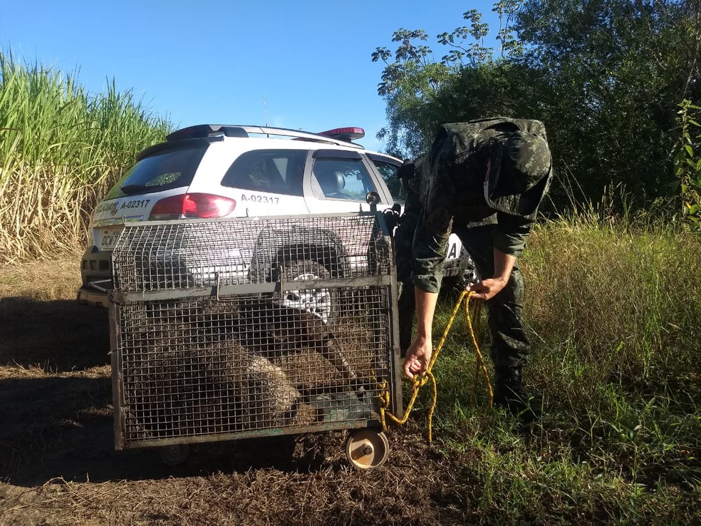 Soltura do tamanduá-bandeira foi realizada na mata ciliar do Córrego Itambi, em Panorama — Foto: Polícia Ambiental