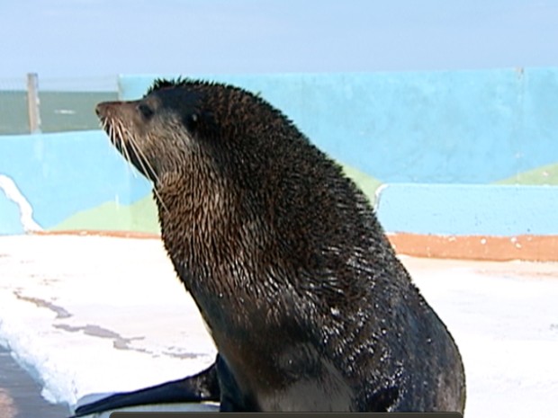 Lobo-marinho foi transferido para zoológico no Rio de Janeiro. (Foto: Reprodução/TV Gazeta)