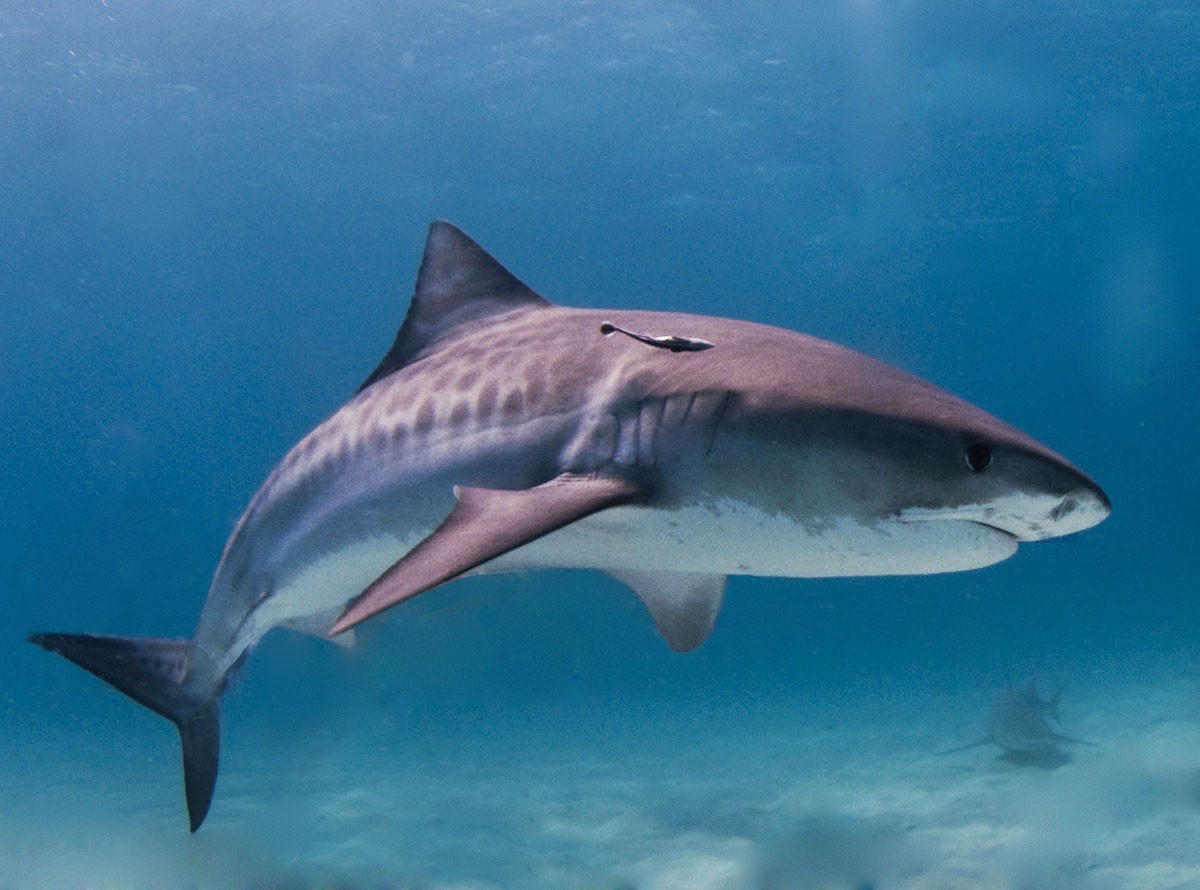 O tubarão-tigre tem comportamento violento e pode se alimentar até mesmo de animais da mesma espécie (Foto: Wikipedia/ Albert kok/ Wikimedia Commons)
