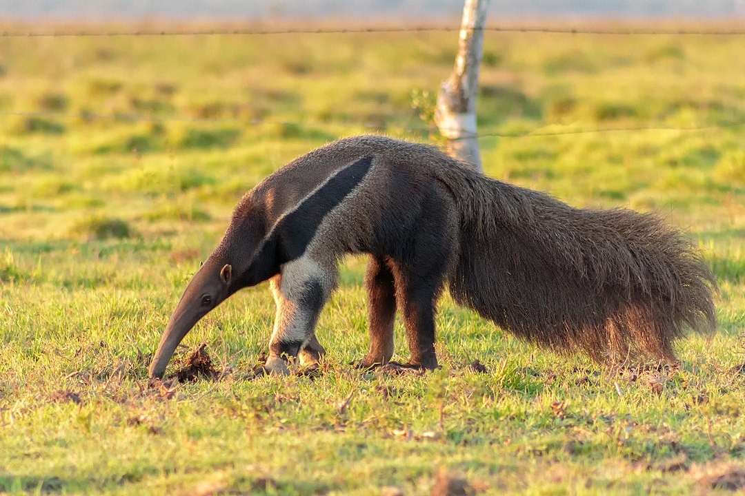 O tamanduá-bandeira é um animal solitário e se alimenta de formigas e cupins  (Foto: Fernando Flores/ Wikimedia Commons)