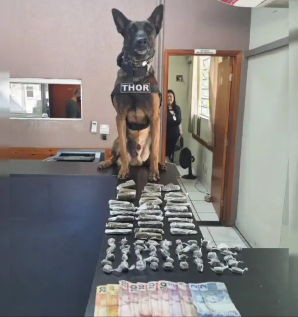 Thor, durante seus seet anos de serviço na Polícia Militar, ajudou na apreensão de mais de 3 toneladas de drogas — Foto: Baep Piracicaba/Divulgação 