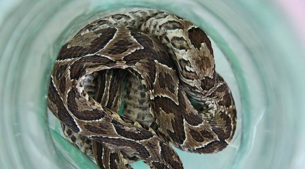 A serpente conhecida como cruzeira apareceu no pátio de uma casa, no bairro Salinas. — Foto: Prefeitura de Cidreira/Divulgação