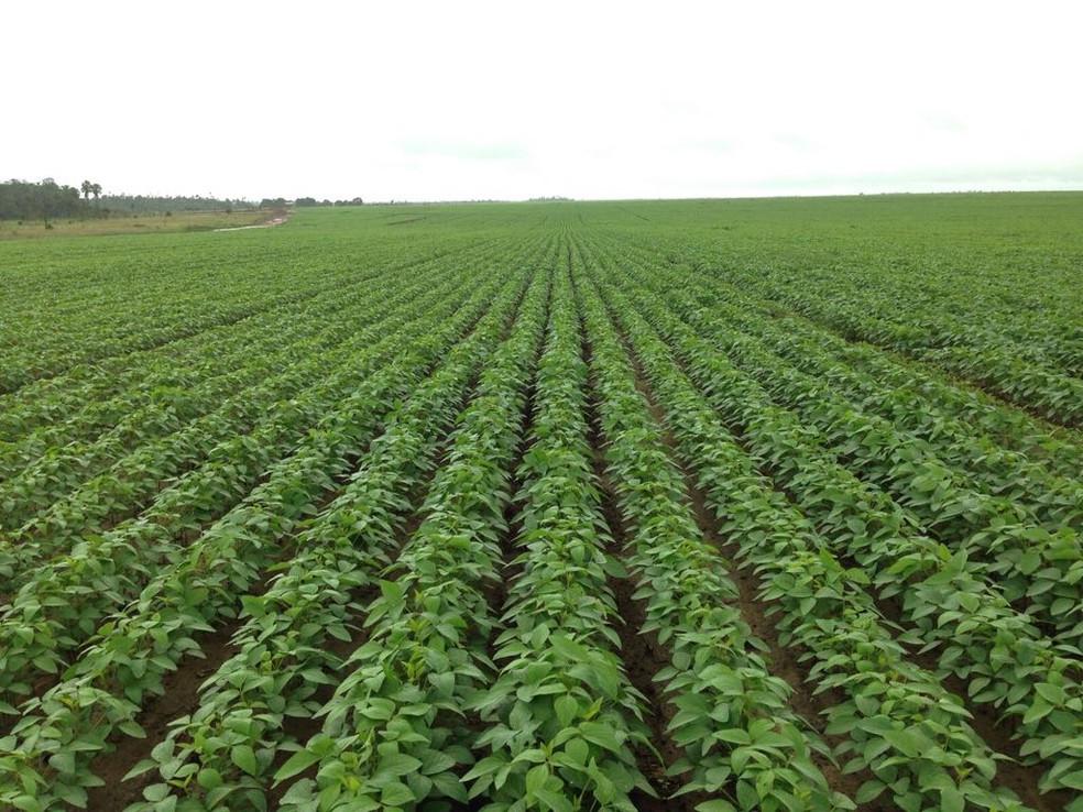 Grão é plantado entre abril e março e colheita acontece entre julho e agosto (Foto: Divulgação/Aprosoja)