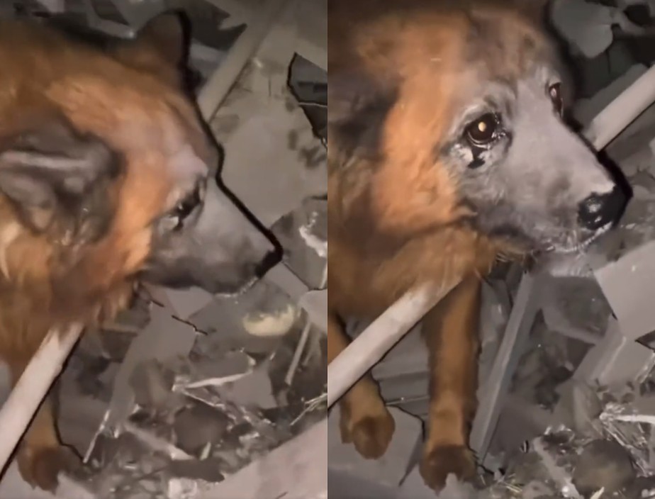 Cão é único sobrevivente em casa destruída por bomba em Dnipro, na Ucrânia; família com mãe, avó e duas filhas morreu