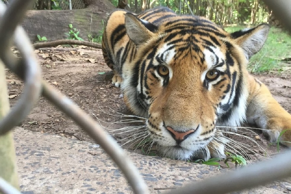 Tigres e outros animais exóticos seguem na propriedade em Álvaro de Carvalho — Foto: Fazenda Kirongozi/Divulgação