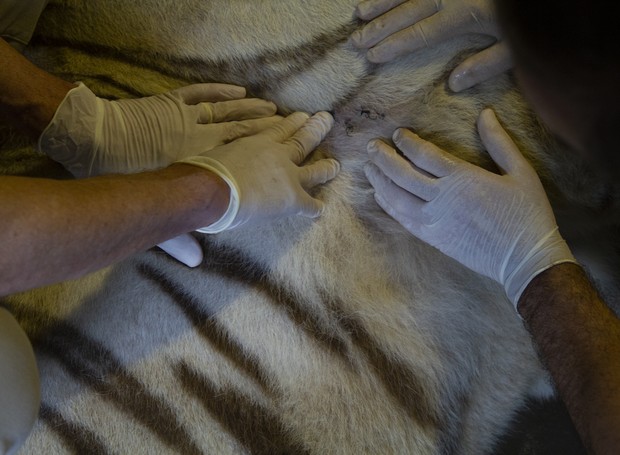 Na visita técnica é possível ver o funcionamento do setor de veterinária e os cuidados com a saúde dos animais. Na foto, o manejo de um tigre branco (Foto: Paulo Gil / Divulgação Zoo SP)
