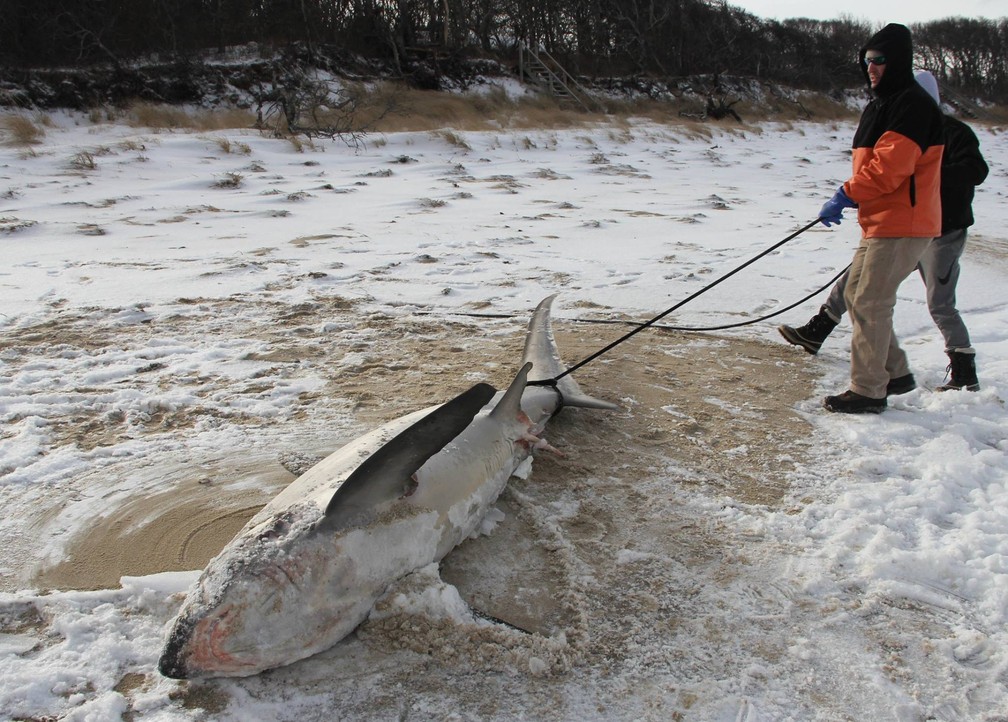 2 de janeiro - A onda de frio extremo que atinge os EUA está matando tubarões congelados no estado de Massachusetts (Foto: Facebook/Atlantic White Shark Conservancy )