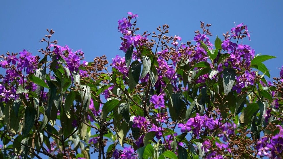Espécie nativa da Mata Atlântica, quaresmeira tem nome popular devido ao período em que floresce — Foto: Ananda Porto/TG