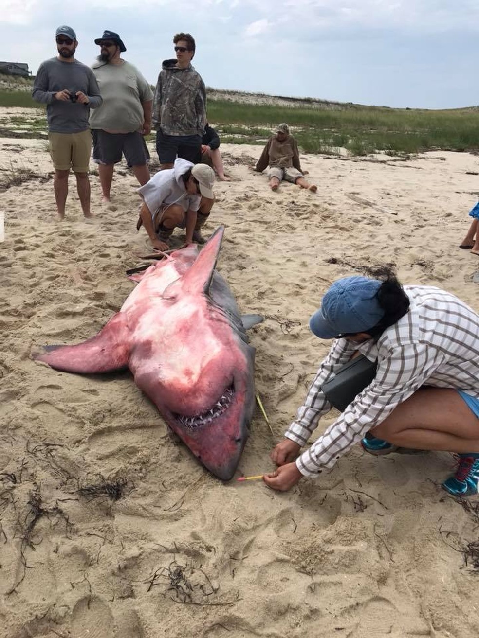 TubarÃ£o branco Ã© encontrado nos Estados Unidos. (Foto: DivulgaÃ§Ã£o / Atlantic White Shark Conservancy)