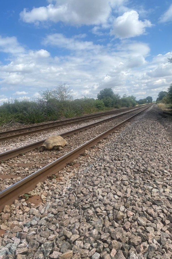 Tartaruga gigante bloqueia ferrovia e causa atrasos em trens na Inglaterra (Foto: Reprodução/Twitter @NetworkRailAng)