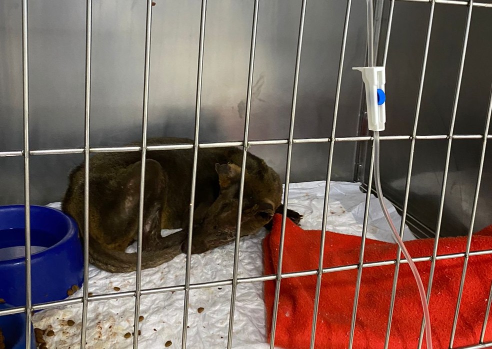 Cachorro-do-mato recebe soro e medicamentos na internação em hospital veterinário — Foto: Hospital Veterinário Araújo/Divulgação
