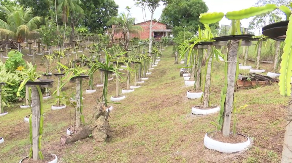 Quintal de Neuton Oliveira tem mais de mil pés de diferentes espécies de pitaya — Foto: Reprodução/Rede Amazônica Acre