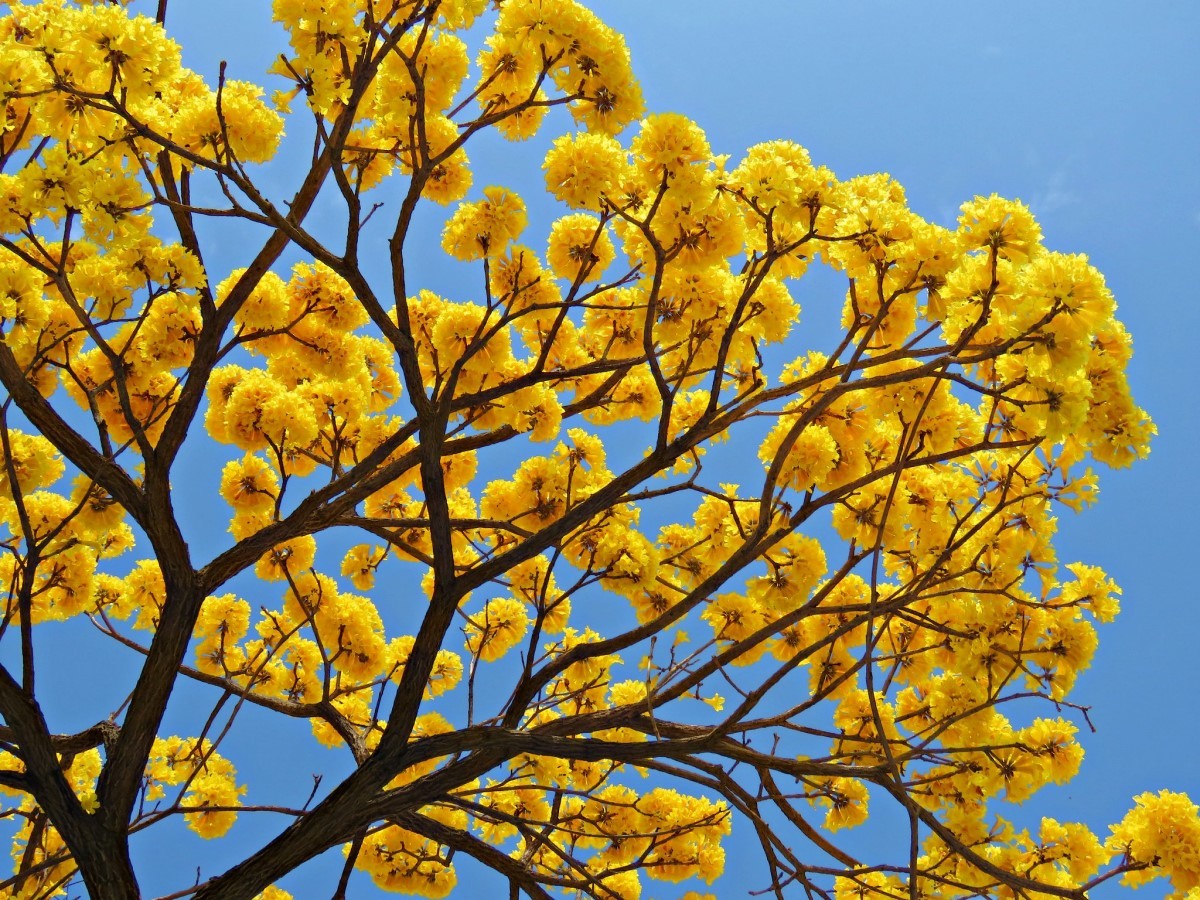 As árvores desta espécie proporcionam um belo espetáculo com sua bela floração na arborização de ruas em algumas cidades brasileiras (Foto: Flickr / 小佳 顏 / CreativeCommons)