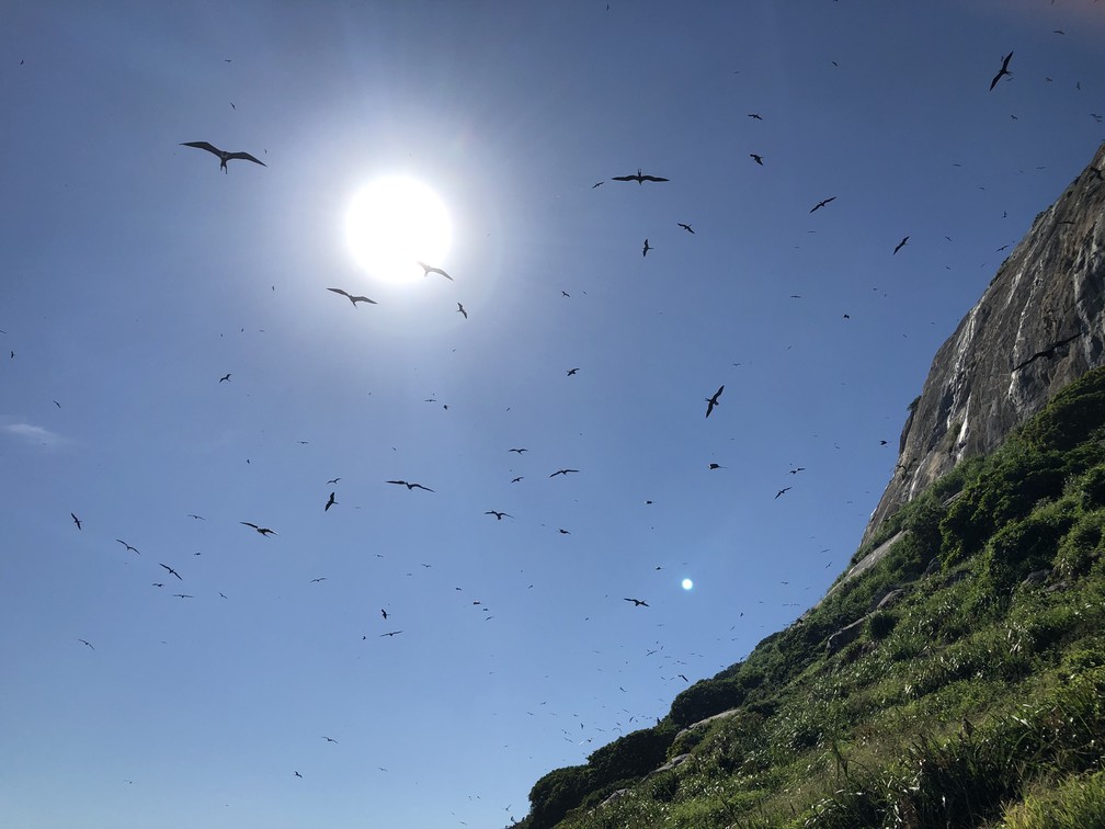 O Arquipélago das Cagarras é um dos maiores santuários de aves marinhas do Brasil. — Foto: Carlos Brito