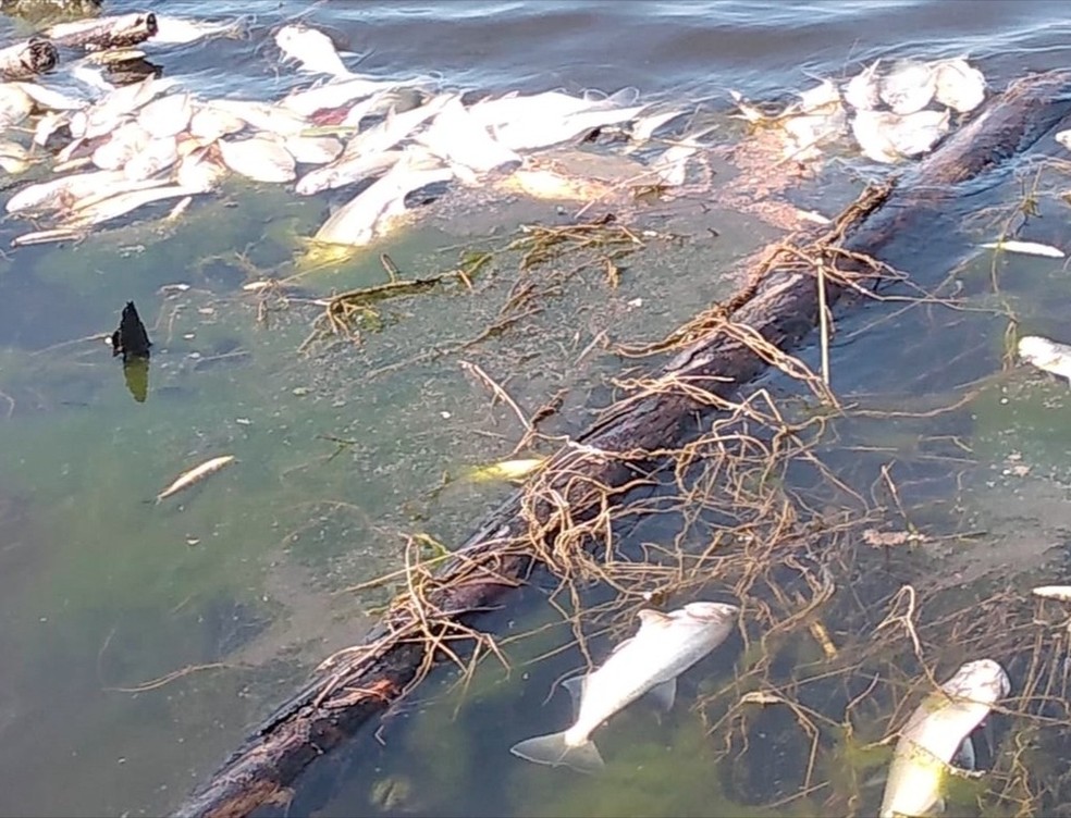 Peixes foram encontrados mortos boiando no lago que se formou depois da abertura das comportas da usina â€” Foto: TVCA/ReproduÃ§Ã£o