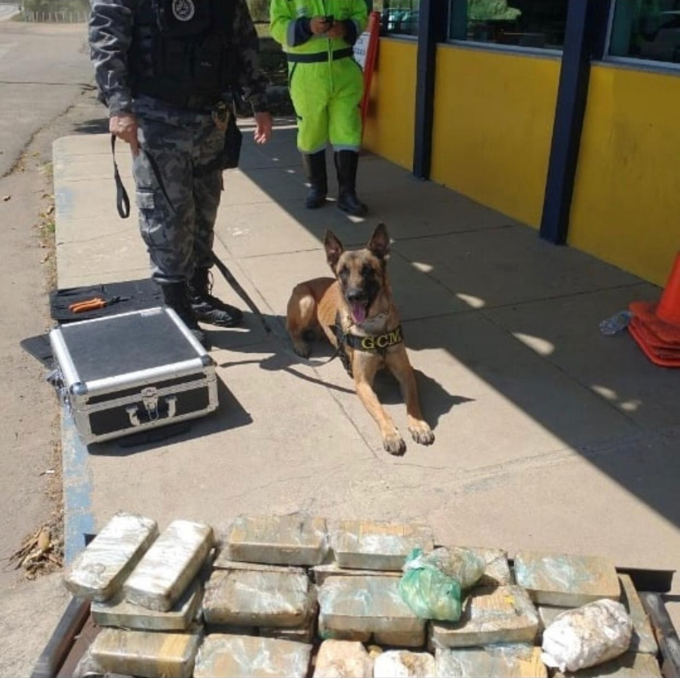 Aeron participou de diversas operações do Batalhão de Ações com Cães (BAC), da Polícia Militar do Rio de Janeiro — Foto: Reprodução