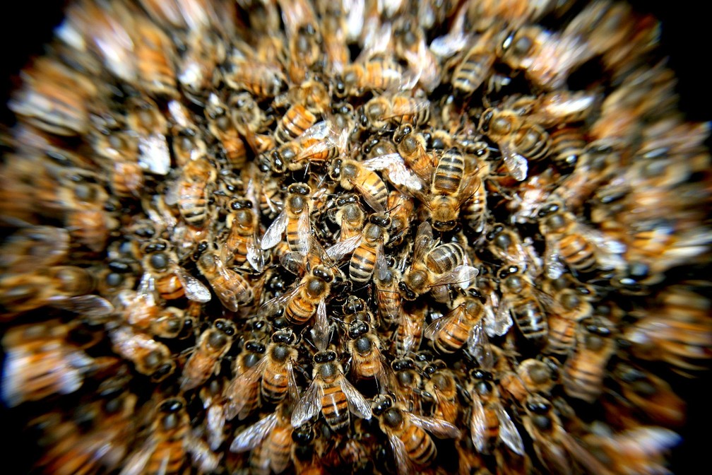 Recentemente, a União Europeia proibiu três inseticidas neonicotinoides que, segundo pesquisas, causavam morte de abelhas (Foto: Patricio Sánchez/Pixabay)
