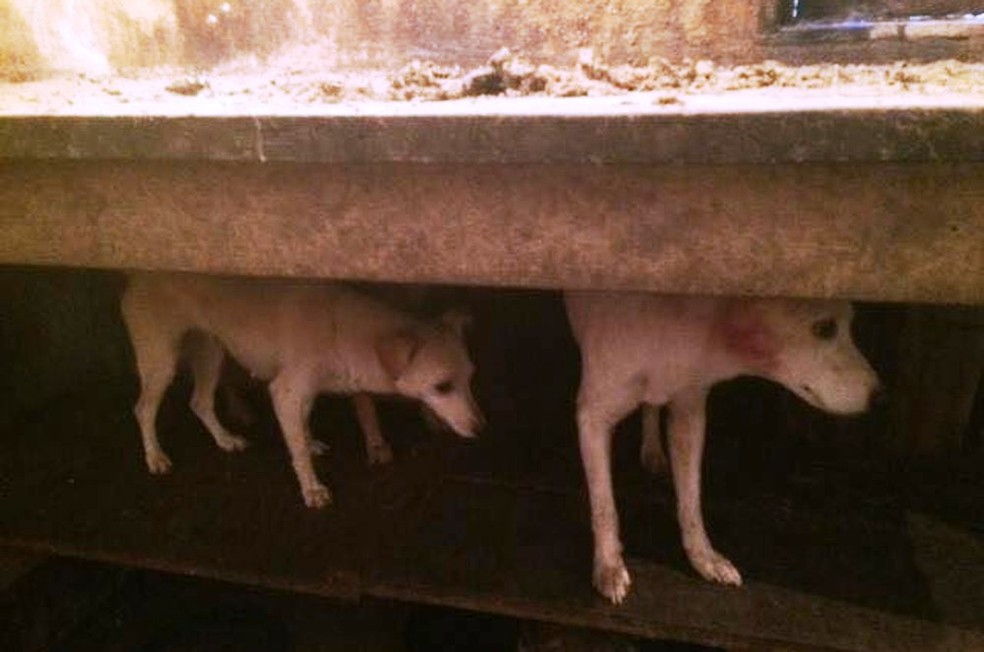 Cães estão em situação de abandono em cidade do Vale do Ribeira (Foto: Divulgação/GPA)