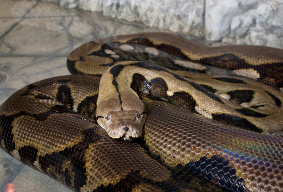 Píton gigante mata e engole mulher na Indonésia | Natureza | G1