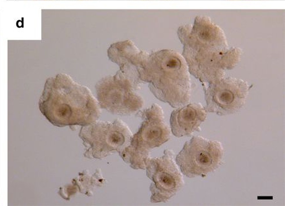 Os pesquisadores extraÃ­ram Ã³vulos microscÃ³picos, usando uma agulha guiada por ultrassom (Foto:  Nature Communications)