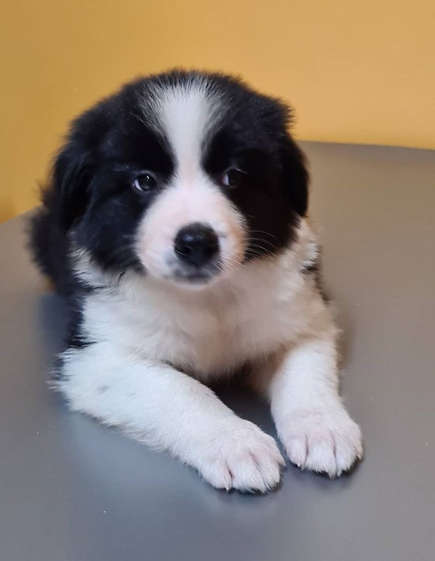 Cachorro Border Collie: conheça a raça! Blog da Pet Anjo