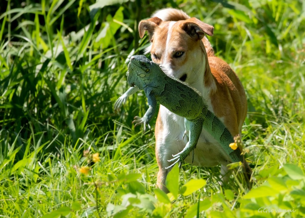 Guilherme relatou não saber de quem pertencia o cão. — Foto: GuilhermeGiovani/ArquivoPessoal