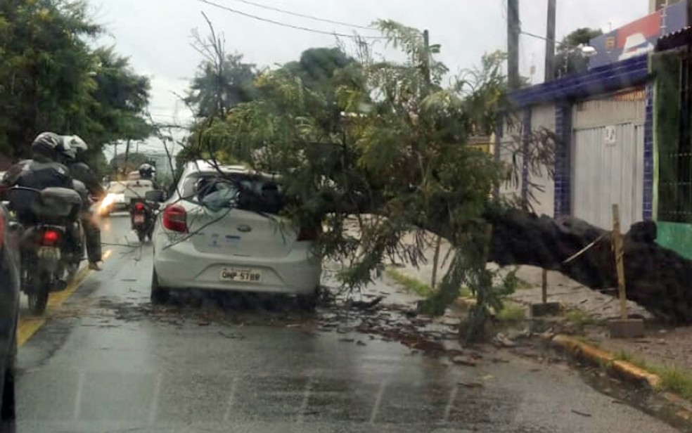 Árvore caiu e atingiu carro na Rua Odorico Mendes, no Recife, nesta quarta-feira (6) — Foto: Reprodução/WhatsApp