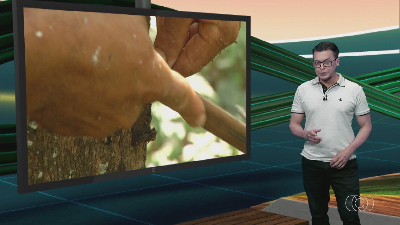 VÍDEOS: Jornal do Campo deste domingo, 20 de março de 2022