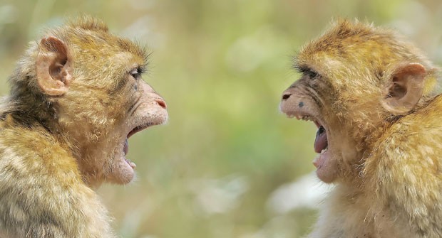 Dois macacos engraçados jogando um contra o outro