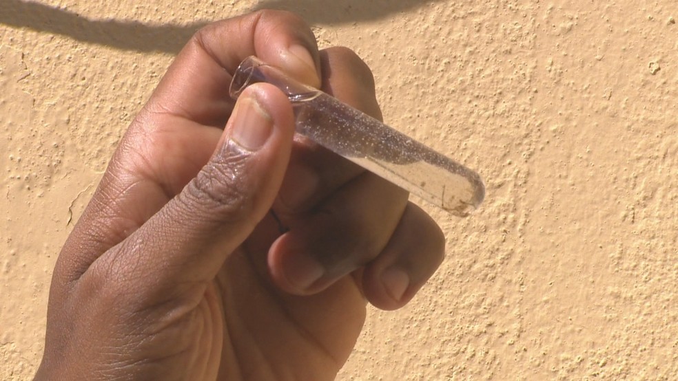 Amostras de larvas do mosquito da dengue recolhidas no RS — Foto: Reprodução/RBS TV
