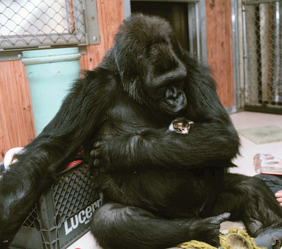 Gorila Koko e seu gatinho de estimaÃ§Ã£o nos EUA em foto de 2015 (Foto: Â© Ron Cohn/Gorilla Foundation/koko.org)
