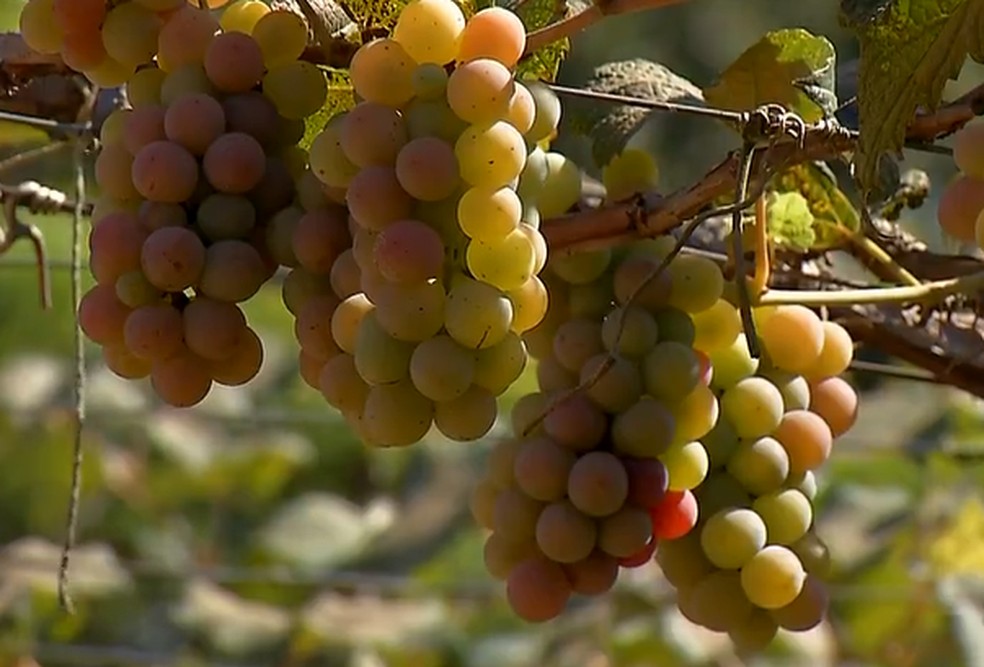 Já na fazenda de Adão Pich, a uva colhida é utilizada para a produção de vinho e suco — Foto: Reprodução/TVCA