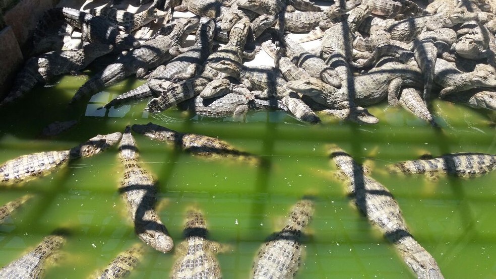 Jacar&eacute;s ser&atilde;o remanejados para outro local (Foto: Rose Gomes/TV Rio Sul)