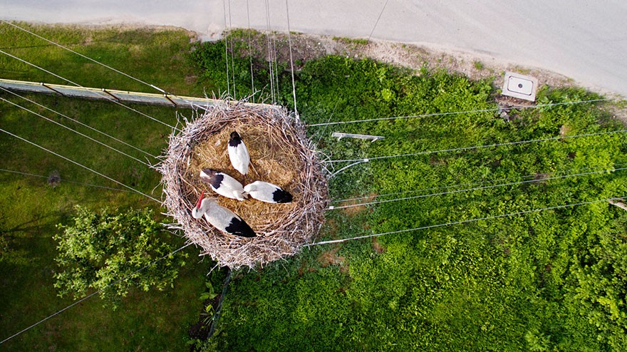 Ninho de pássaros na Polônia (Foto: dronestagram)
