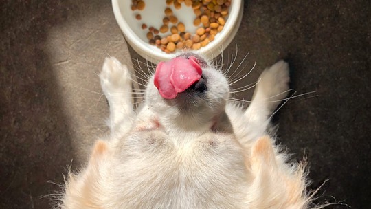 Respondemos as 12 principais dúvidas sobre alimentação de pets, confira!
