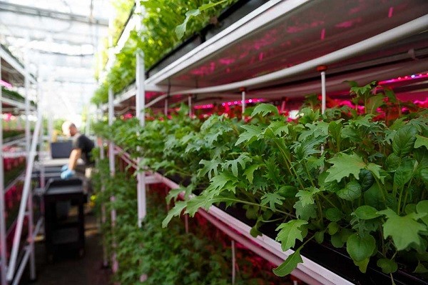 Iluminação LED faz vegetais crescerem mais rápido (Foto: Current by GE)