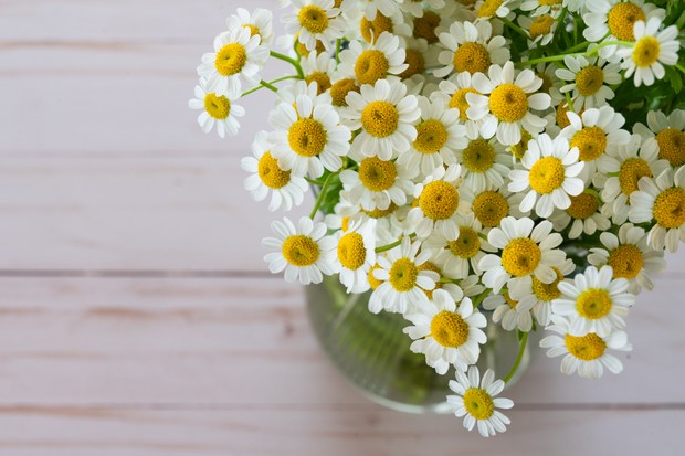 Chamomile Close Up, Top View, Copy Space, Floral Background (Foto: Getty Images/iStockphoto)