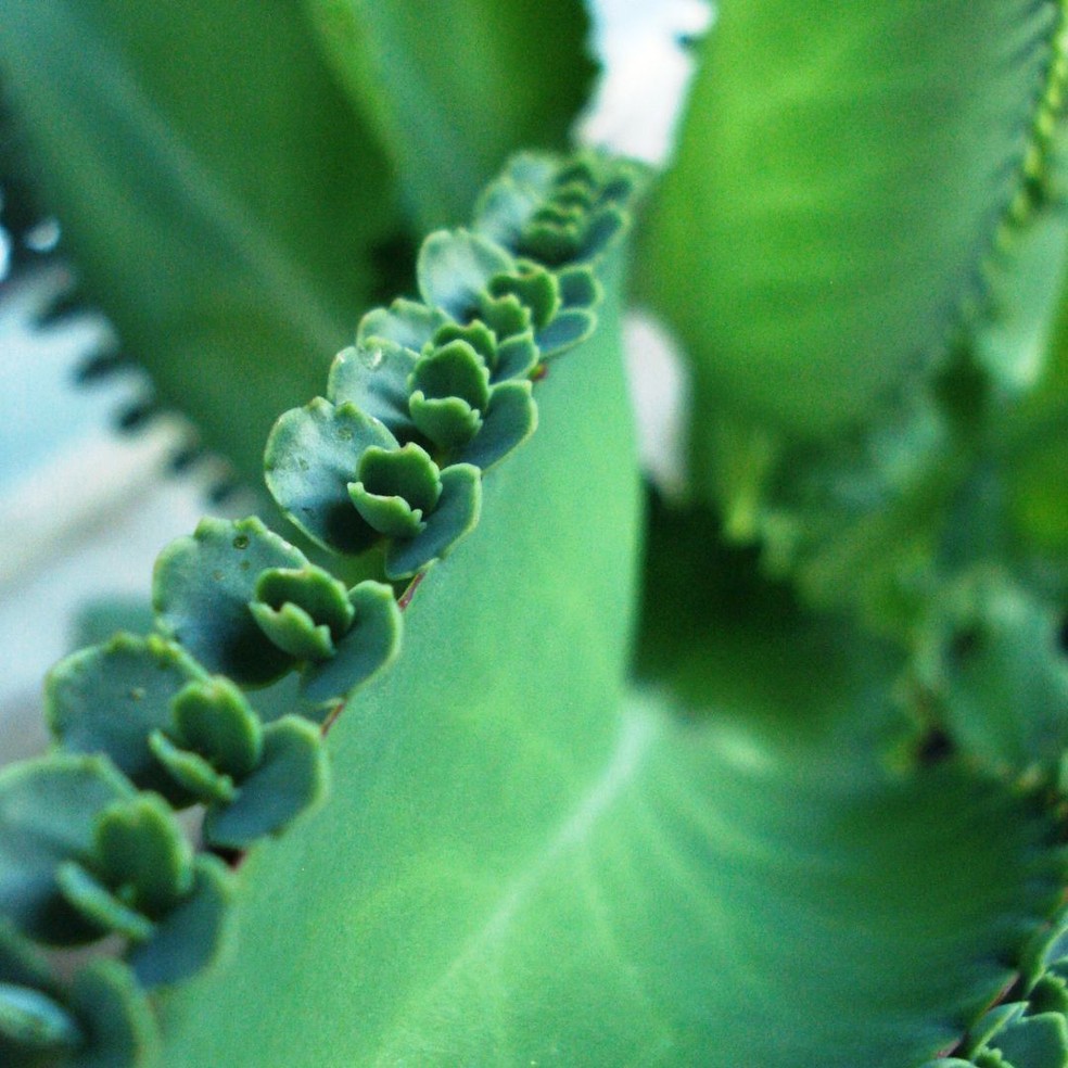 Al&eacute;m disso, as suas folhas possuem propriedades anti-inflamat&oacute;rias, analg&eacute;sicas e nutrientes, que auxiliam no tratamento de doen&ccedil;as causadas por bact&eacute;rias &mdash; Foto: Flickr jaque zattera / CreativeCommons  