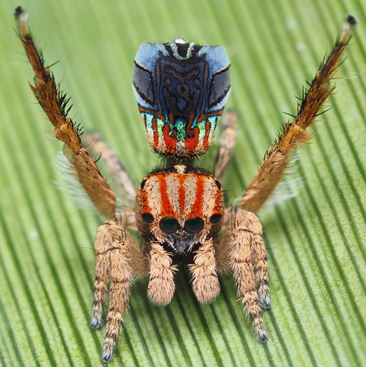 Conheça 7 novas espécies de aranhas coloridas descobertas na Austrália