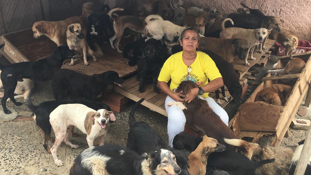 Mulher cria em casa 48 gatos e mais de 300 cães encontrados na rua na BA — Foto: Alan Alves/G1