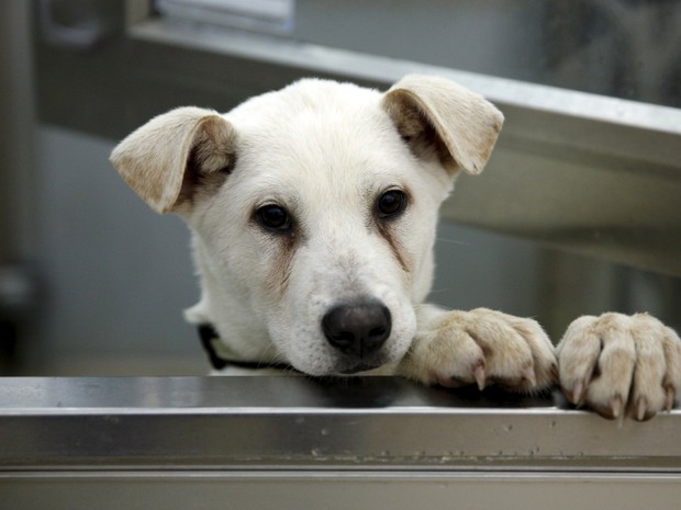 Resgatado de fazenda coreana onde viraria comida, o cachorro Blitzen é visto em abrigo nos EUA (Foto: Kevin Lamarque/Reuters)
