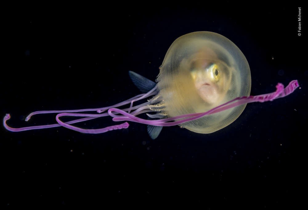 Jelly baby ( do inglês, “bebê água-viva”), da categoria debaixo d’água   (Foto: Fabien Michenet/ Natural History Museum )