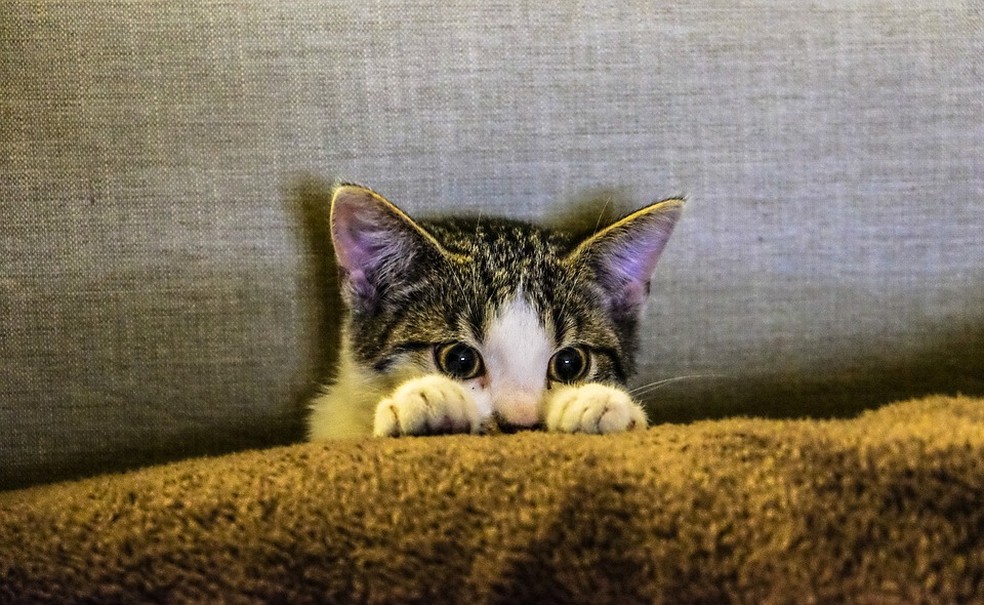 Registrado o primeiro caso de transmissão de coronavírus de gato para ser  humano | Brasil | Valor Econômico
