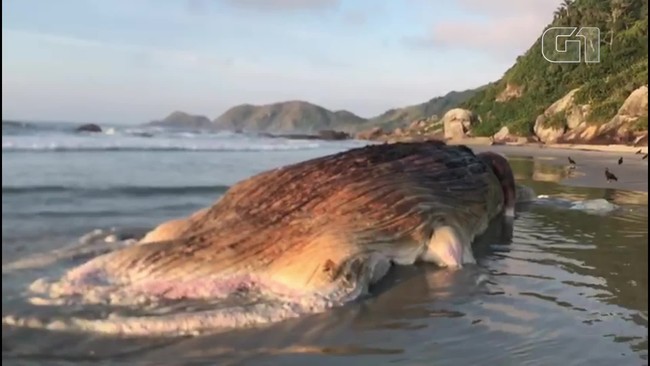Baleia jubarte de 13 metros é encontrada morta na Ilha do Mel