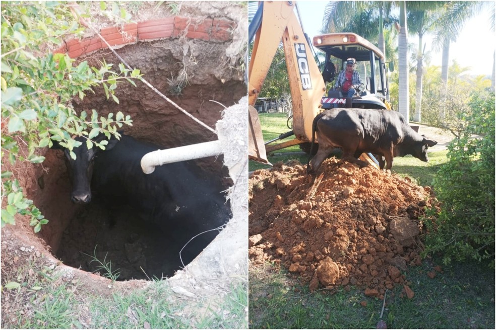 Vaca cai em fossa e mobiliza Corpo de Bombeiros e Defesa Civil em Boituva  — Foto: Secretaria de Segurança de Boituva/ Divulgação 